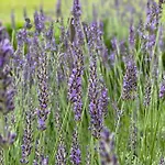 Loghouse Brunka - Escape From Life On A Highway * غورنجا رادغونا