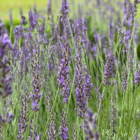 Loghouse Brunka - Escape From Life On A Highway * Gornja Radgona