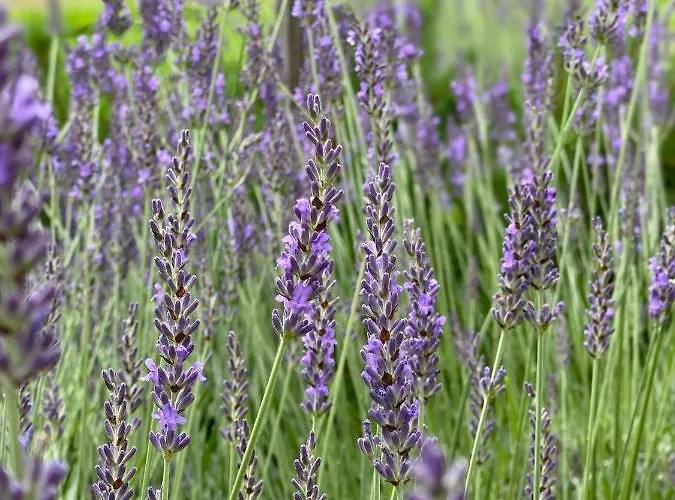 Loghouse Brunka - Escape From Life On A Highway * Gornja Radgona